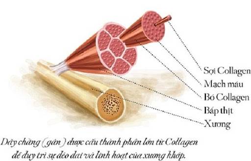 Tác dụng của Collagen đối với máu