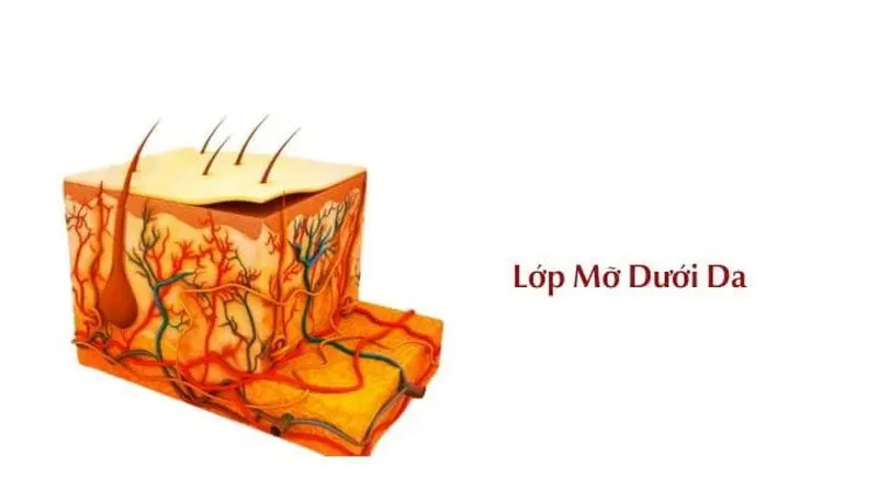 Lớp mỡ dưới da như một lớp đệm chứa lớp mỡ tế bào, giữ ấm 