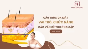 Cấu trúc da mặt và vai trò, chức năng, các vấn đề thường gặp